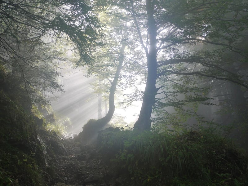 Mystical Trails