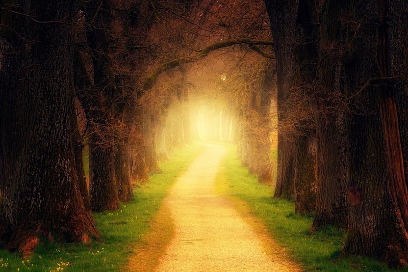 Mystical Trail
